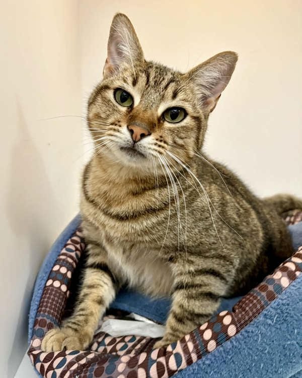 MABLE 308171 - Domestic Short Hair available for adoption