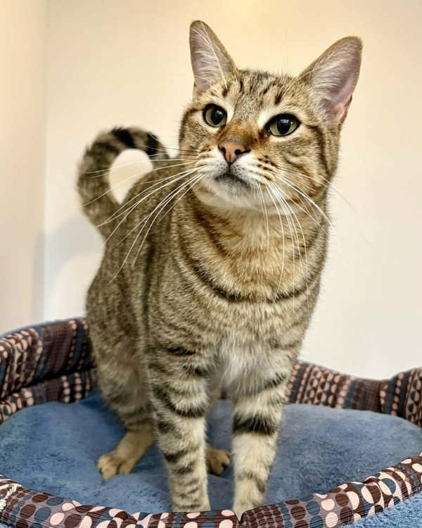 Mable 308171 - Photo 3