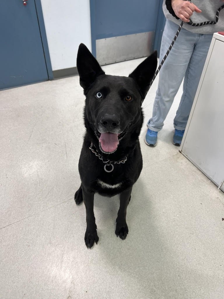 FAITH 42445 - Border Collie available for adoption