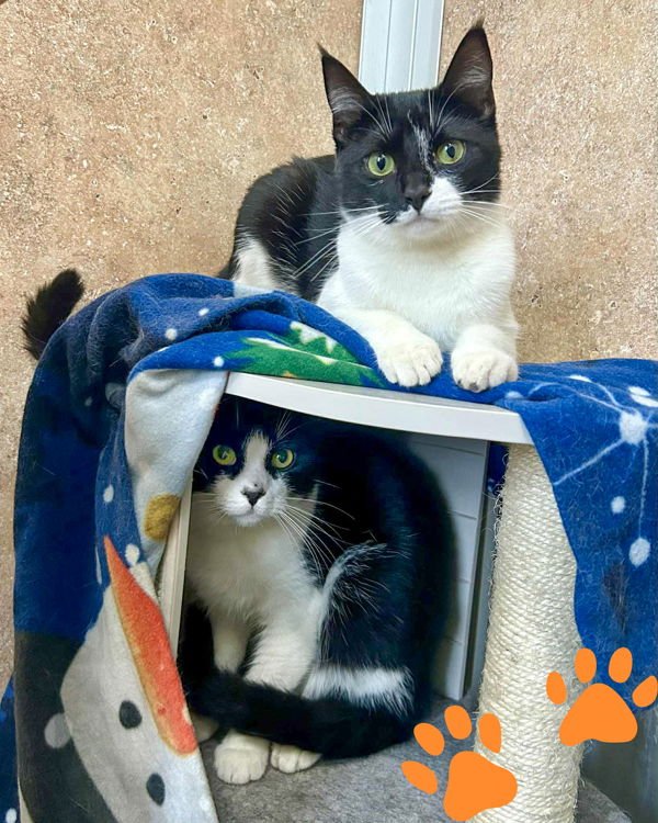 LIZZIE 299474 AND GORDO 299472 - Domestic Short Hair available for adoption