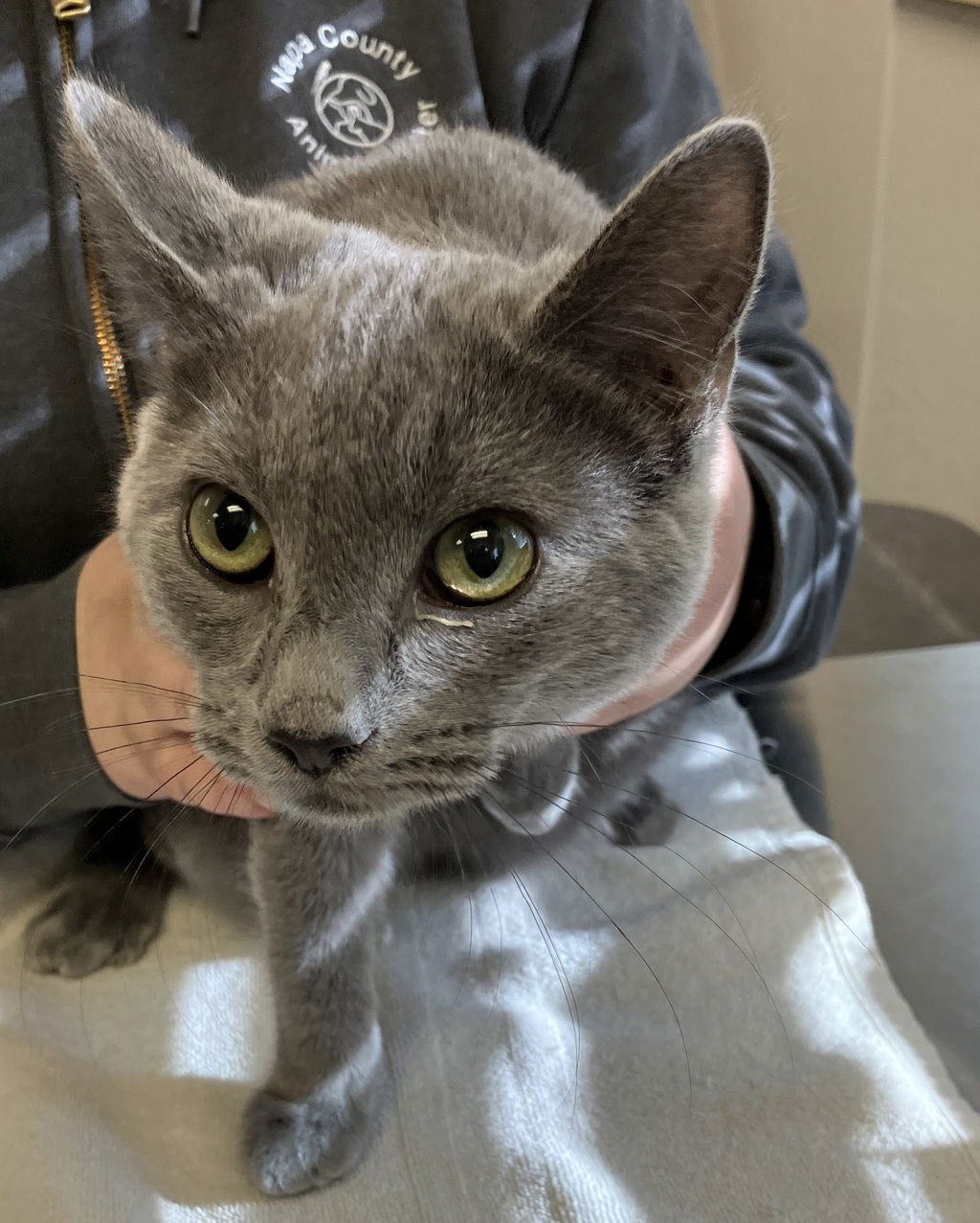 GRAYSON 51158 - Domestic Short Hair available for adoption