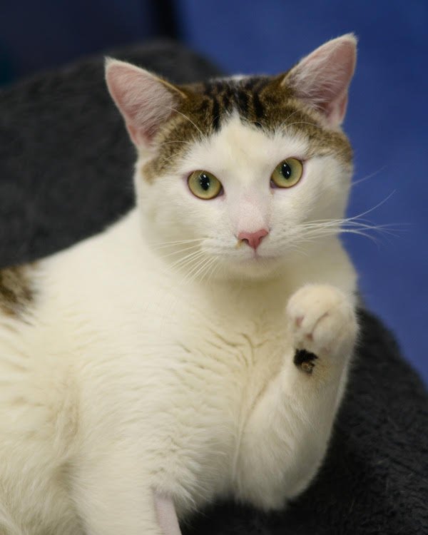 BRONCO 307025 - Domestic Short Hair available for adoption