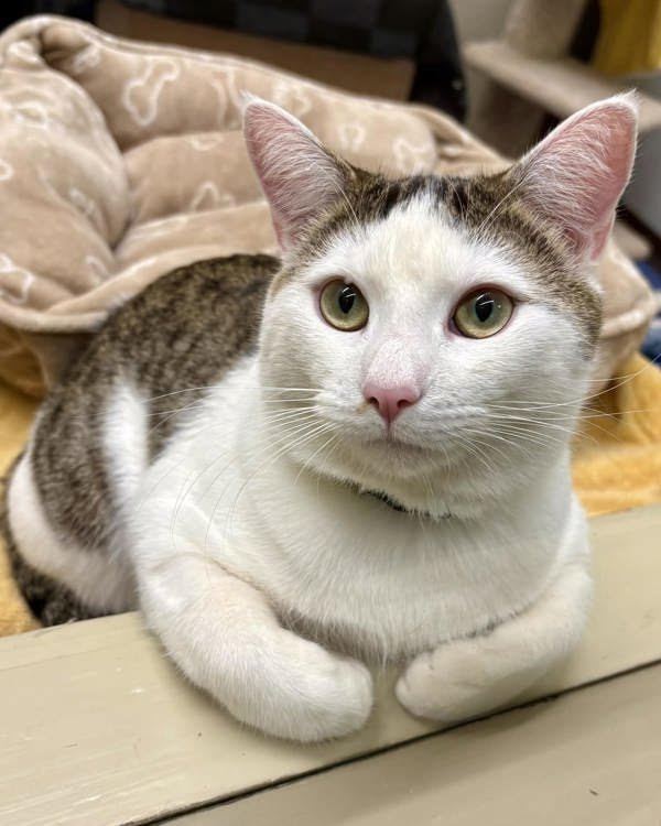 Bronco 307025 - Photo 3