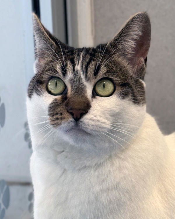 ANNALISA 308090 - Domestic Short Hair available for adoption