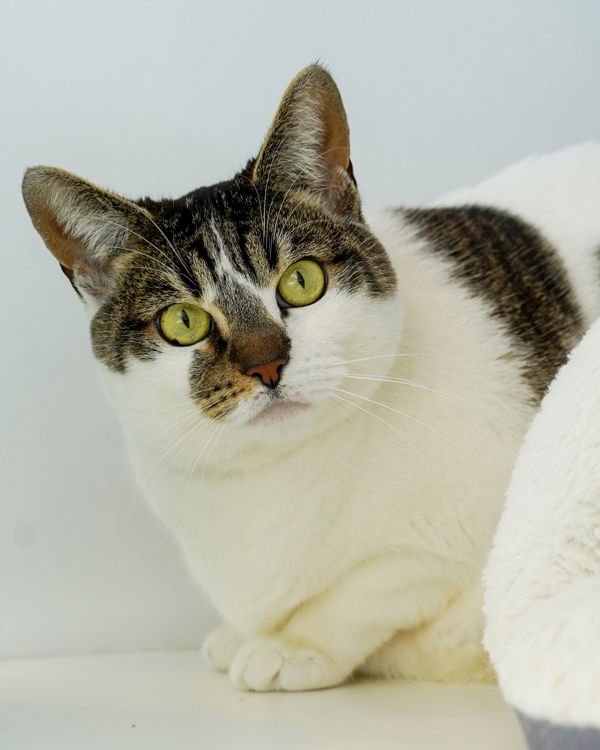 Annalisa 308090 - Photo 3