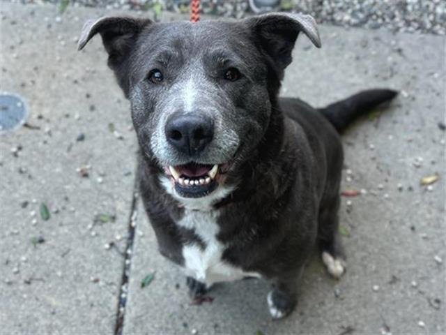 MAPLE A438562 - Pit Bull Terrier available for adoption