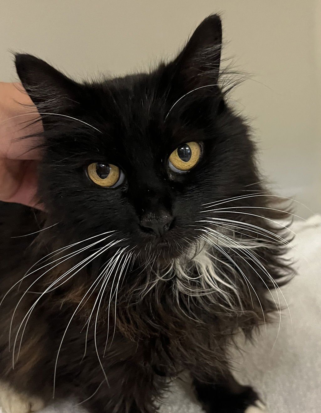 RENEE 51747 - Domestic Long Hair available for adoption