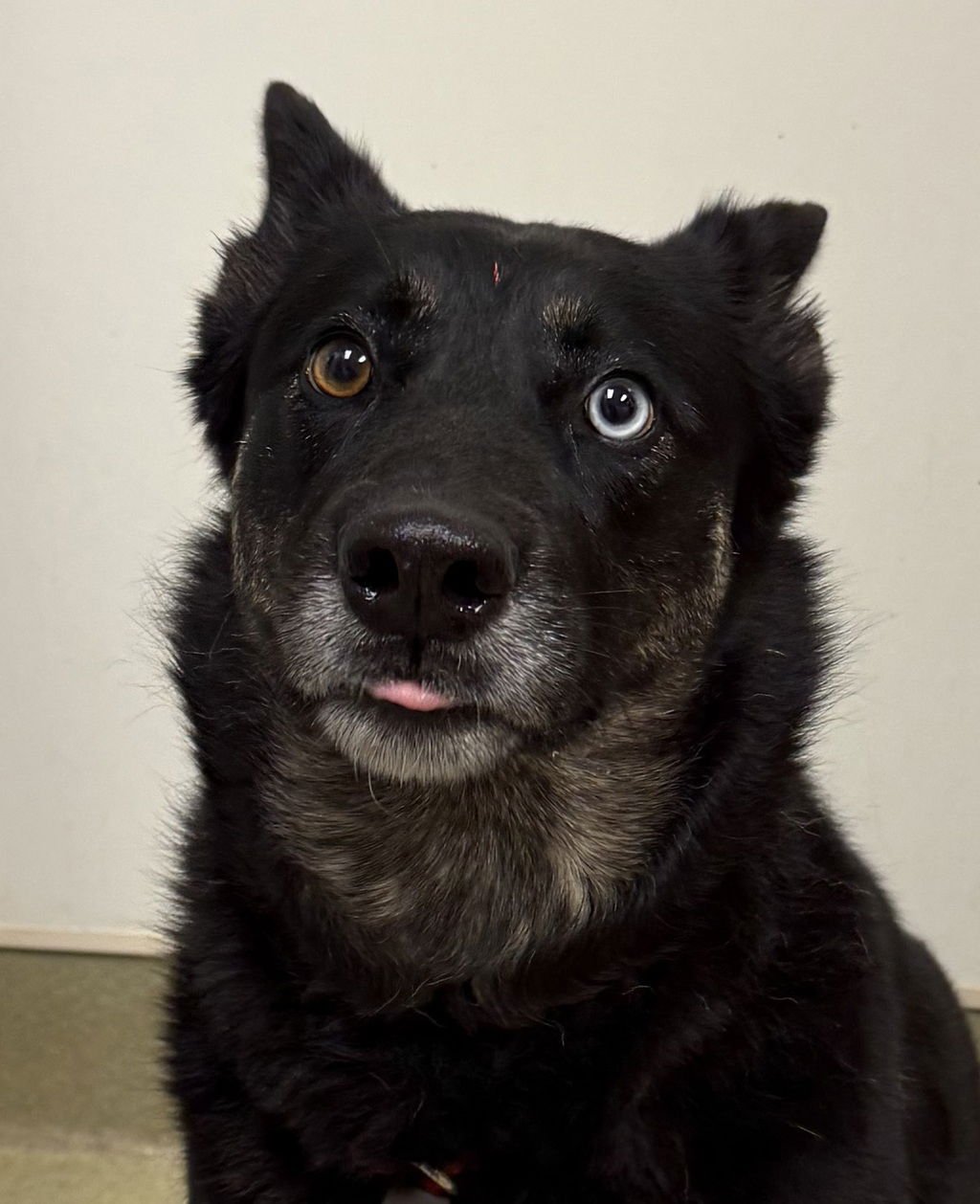 BUNNY 40048 - Shepherd available for adoption