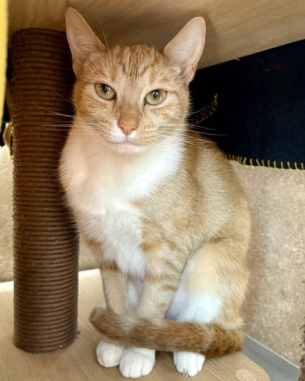 BEETLE 308219 & BISCUIT 308217 - Domestic Short Hair available for adoption