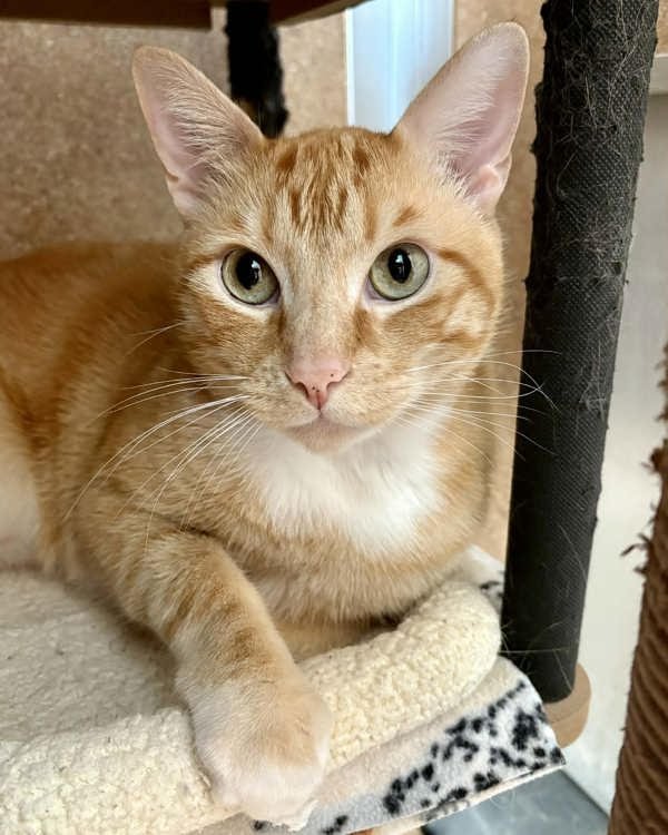 BEETLE 308219 & BISCUIT 308217 - Domestic Short Hair available for adoption