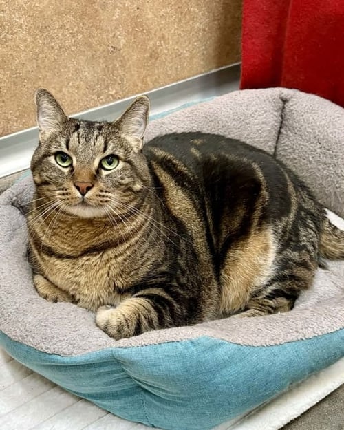 CZAR 308820 - Domestic Medium Hair for adoption in Vallejo