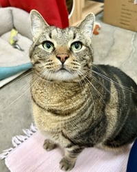 Czar 308820 - Photo 2