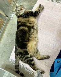 Czar 308820 - Photo 3