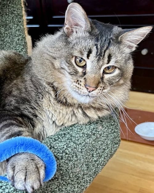 TIGER 308478 - Domestic Medium Hair for adoption in Vallejo
