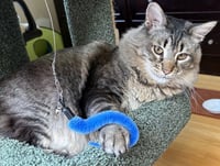 Tiger 308478 - Photo 2