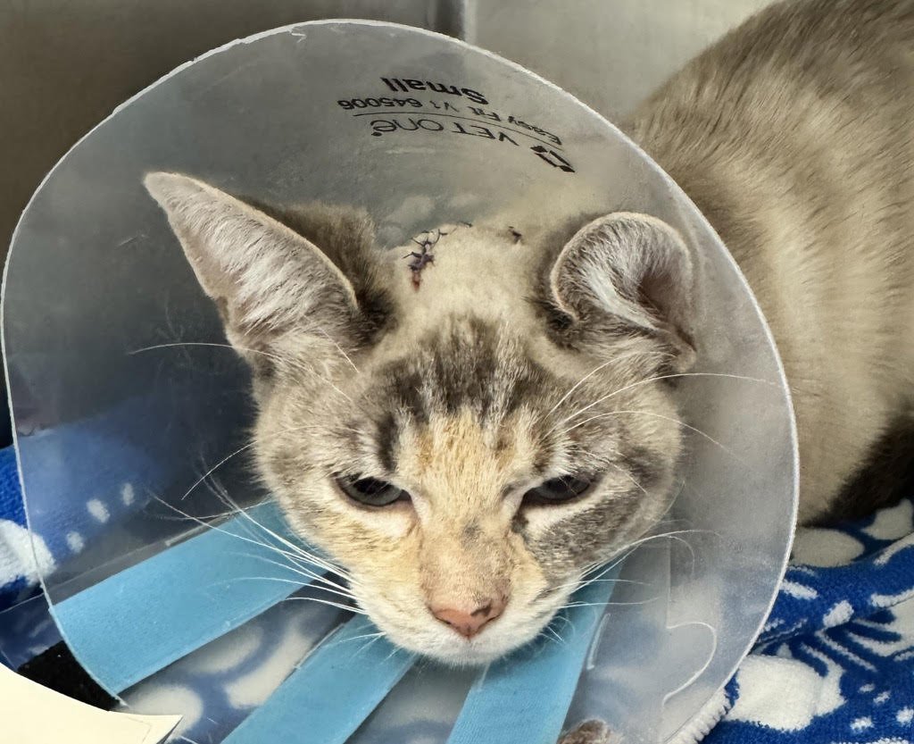 51914 - Siamese available for adoption