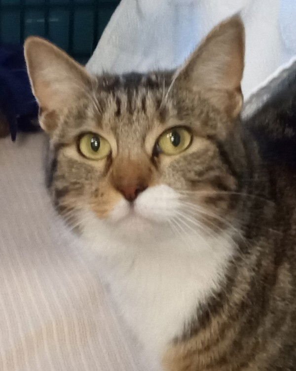 LEXI 308682 - Domestic Short Hair available for adoption