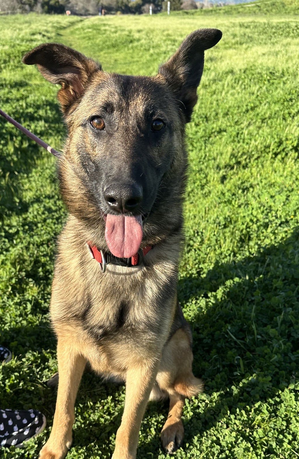 VALIANT 51598 - Belgian Shepherd Malinois available for adoption