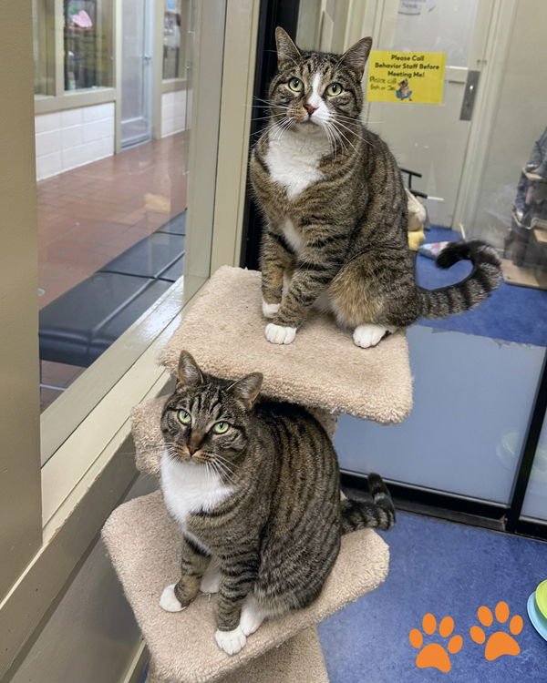 BERNIE 308354 AND CLEO 308355 - Domestic Short Hair available for adoption