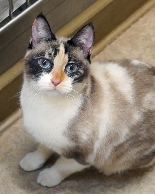 YUKI 308525 - Domestic Short Hair available for adoption