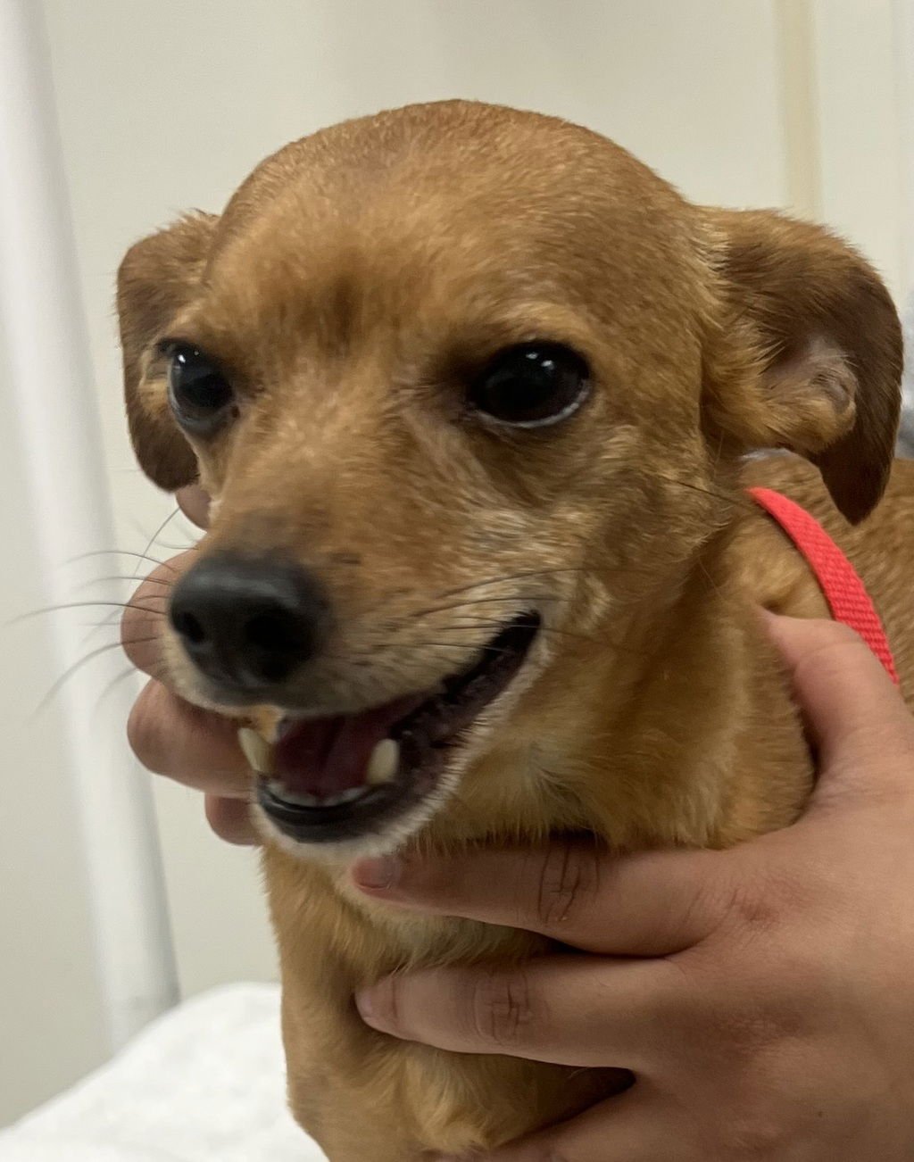 PEANUT 51909 - Chihuahua available for adoption