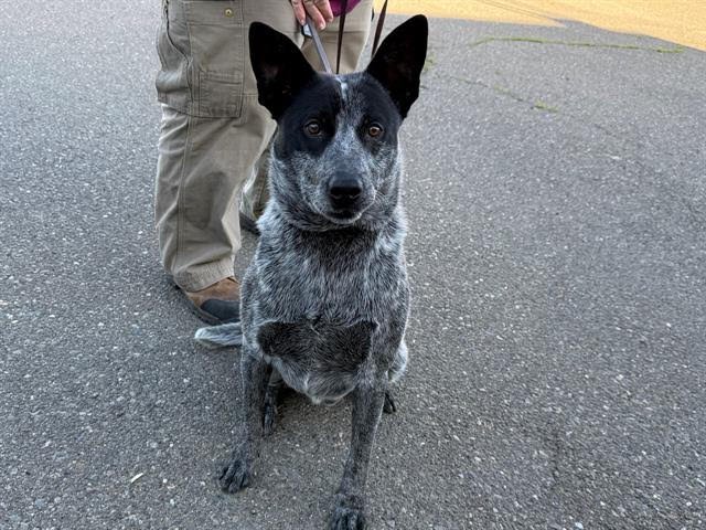 WRANGLER A438690 - Australian Cattle Dog/Blue Heeler available for adoption