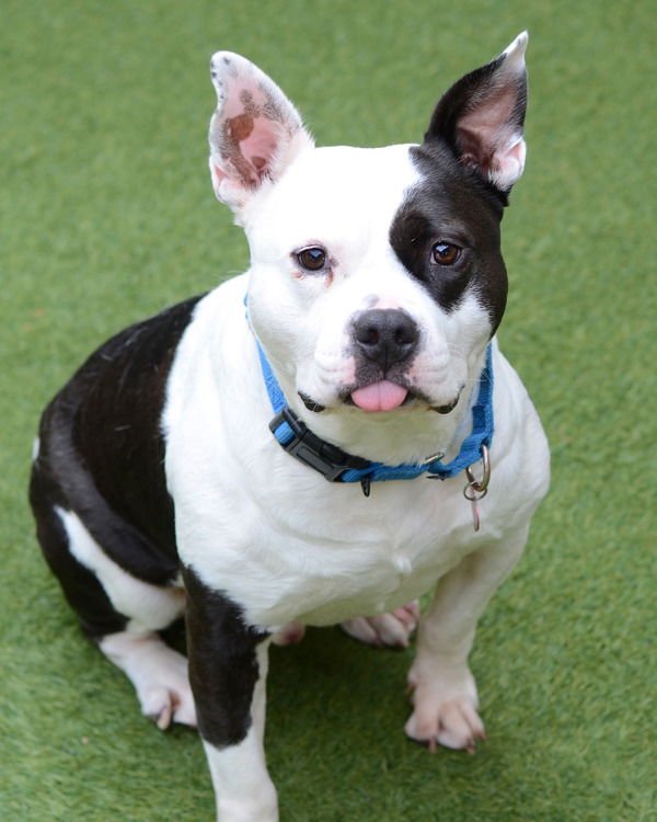 SIR THEODORE JAMES III (THEO) 299738 - American Bulldog / Pit Bull Terrier available for adoption