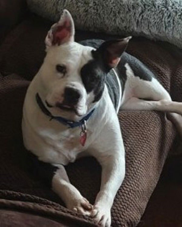 SIR THEODORE JAMES III (THEO) 299738 - American Bulldog / Pit Bull Terrier available for adoption