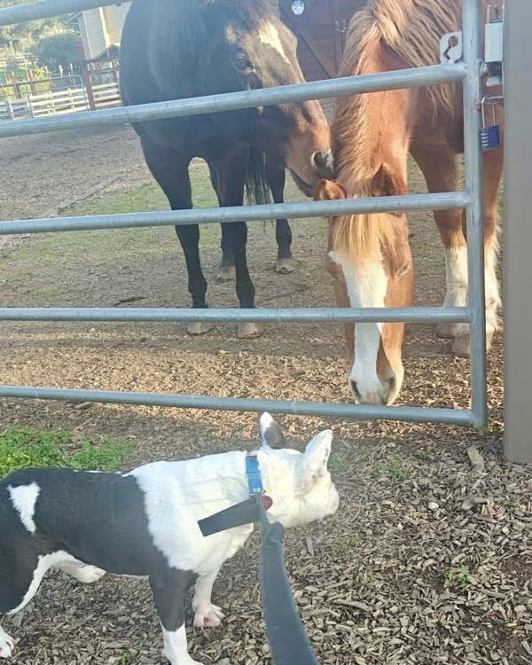 Sir Theodore James III (Theo) 299738 - Photo 3