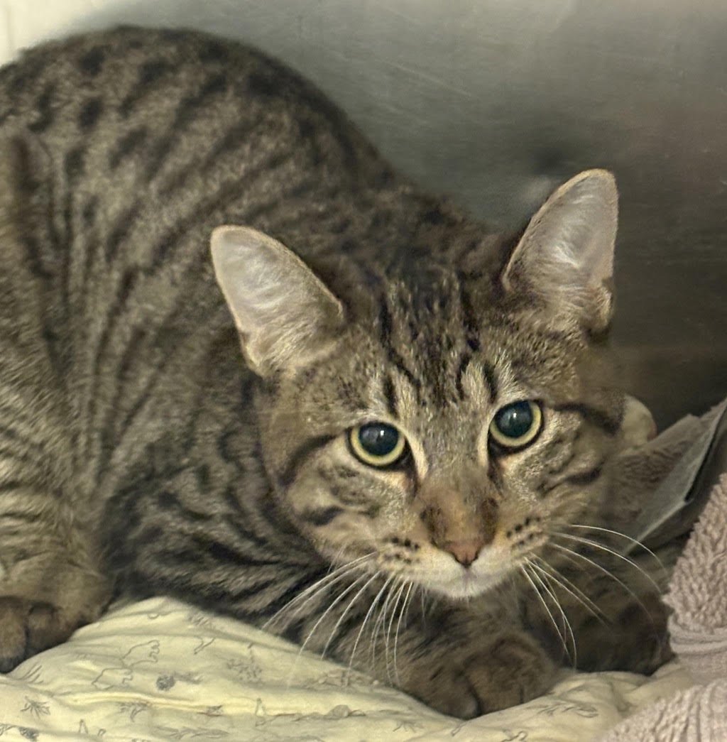 ELFABA 50748 - Domestic Medium Hair available for adoption