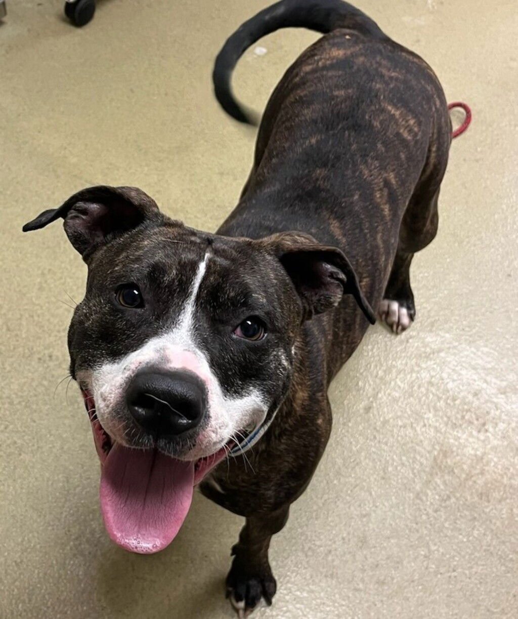 REBA 51127 - Pit Bull Terrier available for adoption