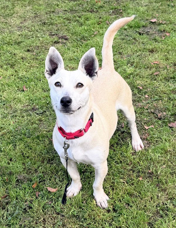 OLGA 308974 - Chihuahua / Australian Cattle Dog/Blue Heeler available for adoption