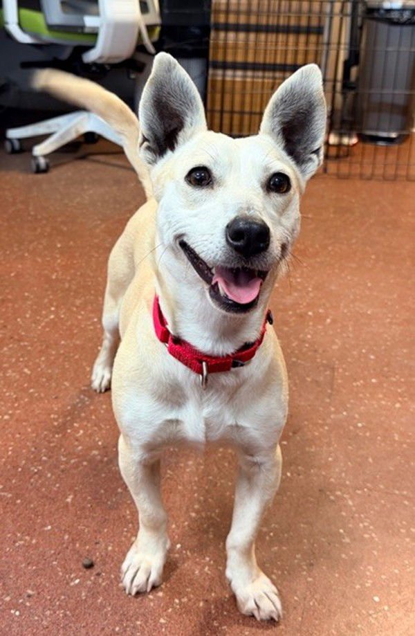 OLGA 308974 - Chihuahua / Australian Cattle Dog/Blue Heeler available for adoption