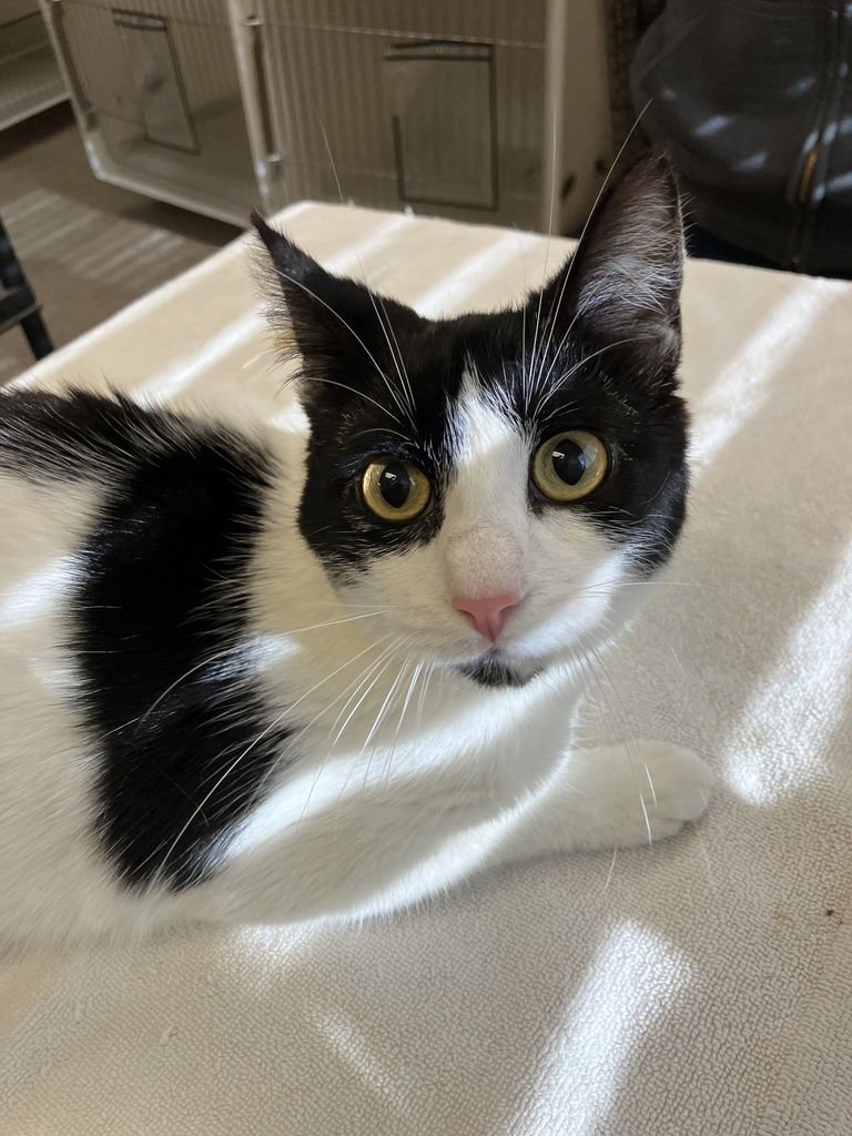 STEWART 50182 - Domestic Short Hair available for adoption