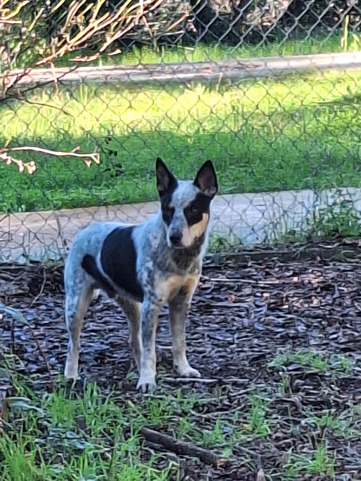 INDIANA JONES - Australian Cattle Dog/Blue Heeler available for adoption