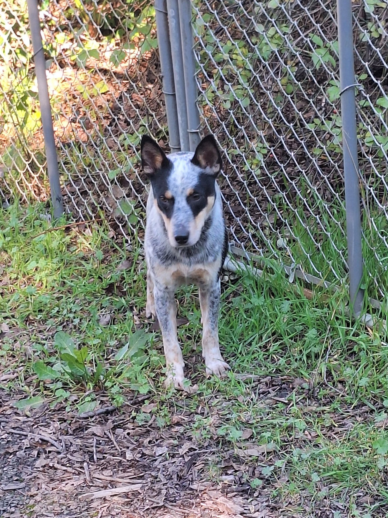 INDIANA JONES - Australian Cattle Dog/Blue Heeler available for adoption