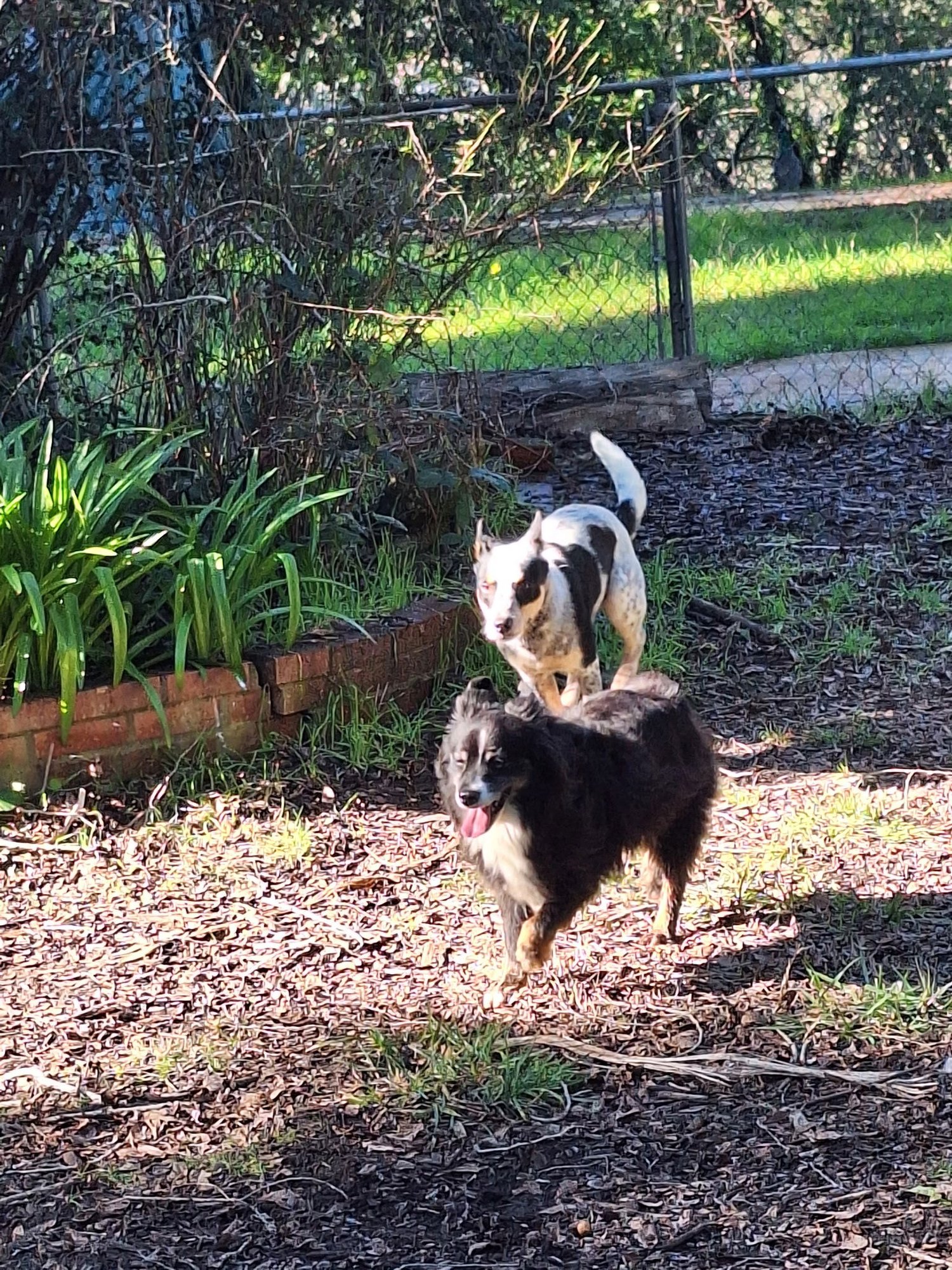 Indiana Jones - Photo 3