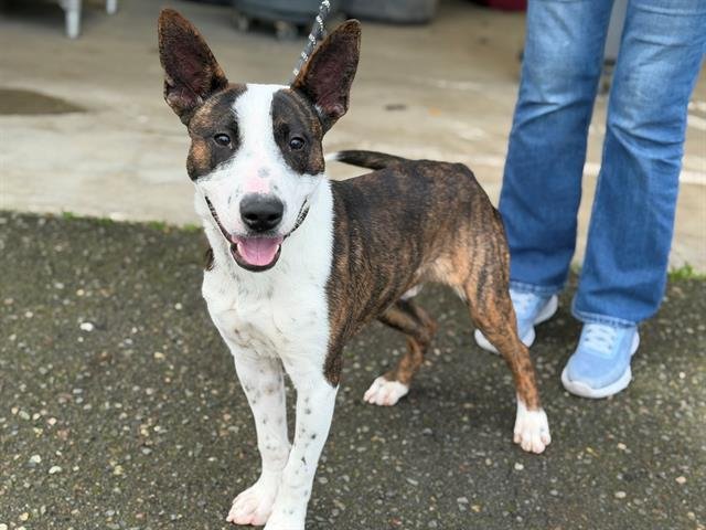 COMET A438314 - Bull Terrier available for adoption