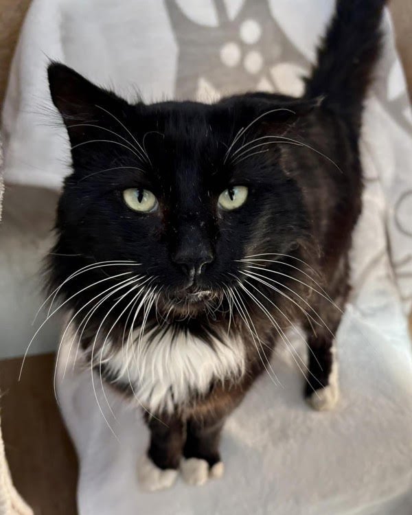 MESSI 307321 - Domestic Medium Hair available for adoption