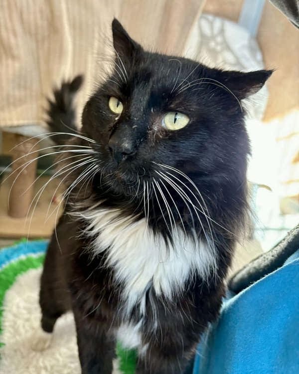 MESSI 307321 - Domestic Medium Hair available for adoption