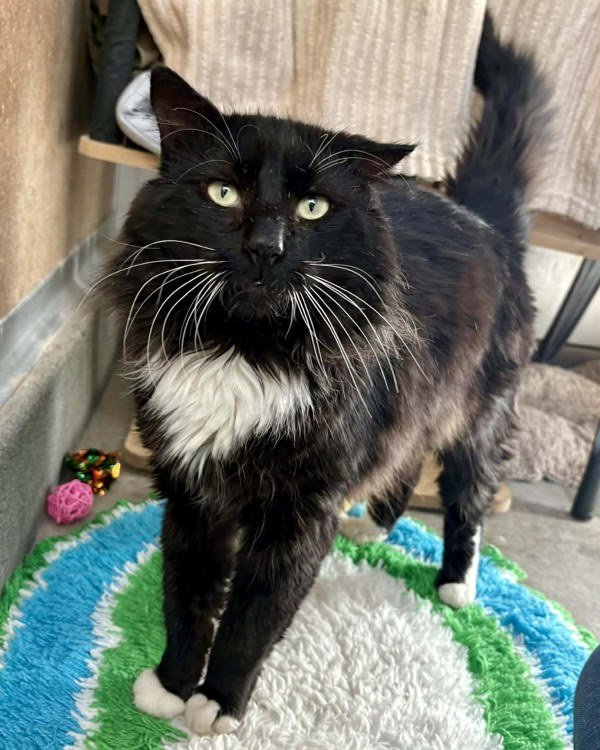 Messi 307321 - Photo 3