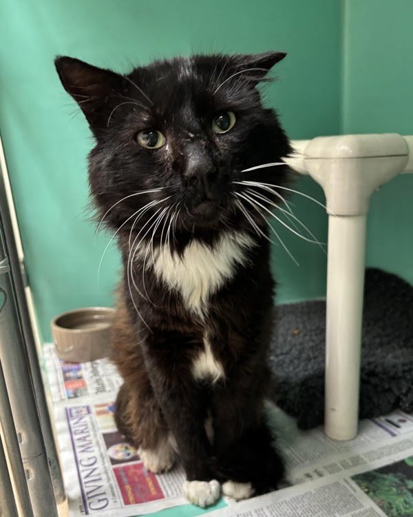 Messi 307321 - Photo 4