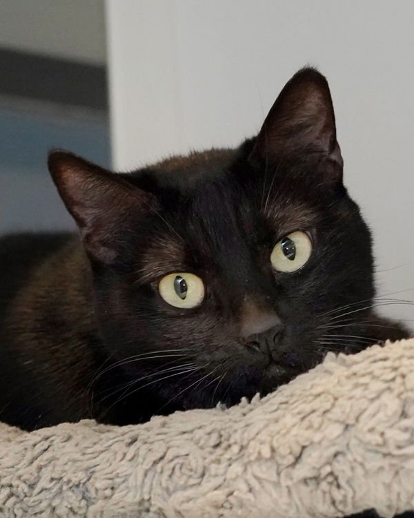 AGNES 308252 - Domestic Short Hair available for adoption