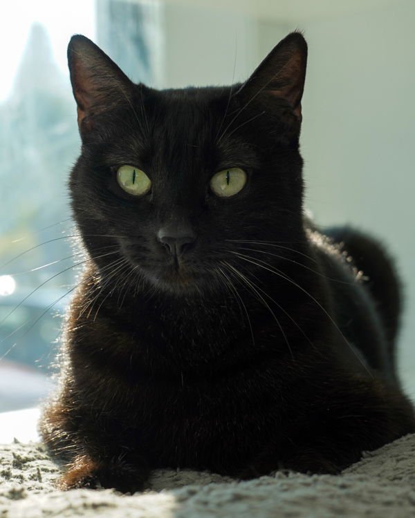 AGNES 308252 - Domestic Short Hair available for adoption