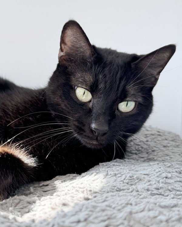 Agnes 308252 - Photo 3