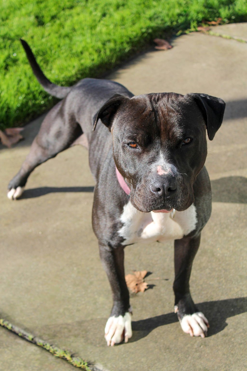 MOOSE 51514 - American Pit Bull Terrier available for adoption