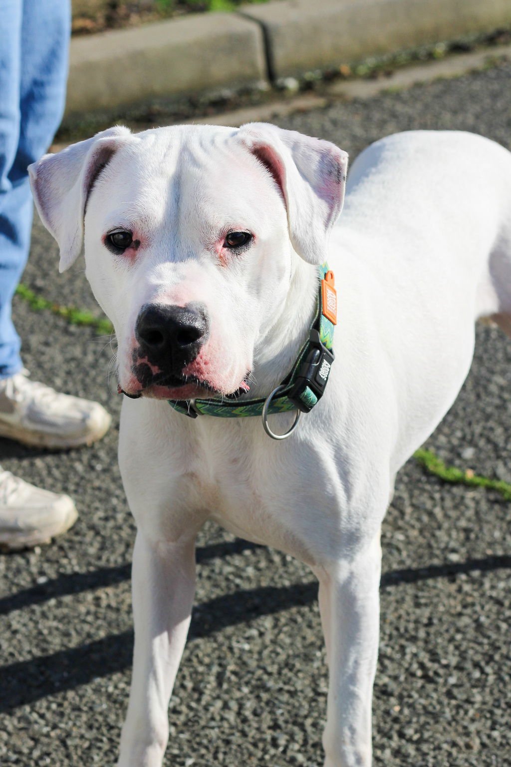 SADIE 51473 - Dogo Argentino available for adoption