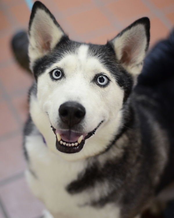 KARMA 307716 - Siberian Husky available for adoption