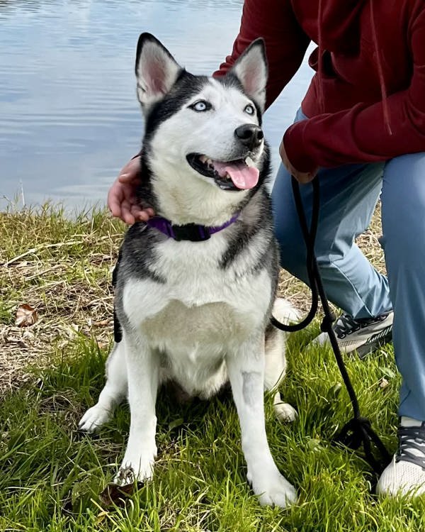 KARMA 307716 - Siberian Husky available for adoption