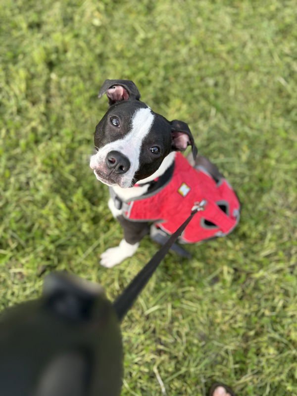 TAYLOR 306745 - Pit Bull Terrier / Boston Terrier available for adoption